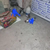 کبوتر