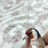 سهره چهار گل