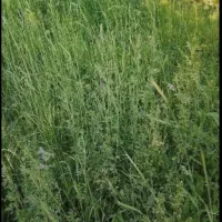 علف یونجه باغ چین اول