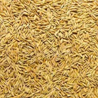 فروش بذر شالی طارم هاشمی