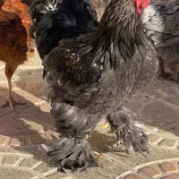 جوجه ویاندوت ایام سمانی برهما لهستانی مرغ وخروس