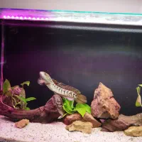 ۲ عدد آکواریوم ریملس بکسامپ و ۲ عدد چانا هایفمن|ماهی|تهران, آسمان|دیوار