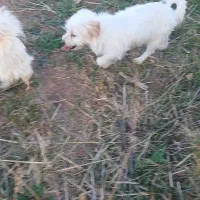 فروشی یک عدد حیوان خانگی|سگ|یامچی, |دیوار