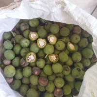 سلام فروش ۳۱کیلو گردو سوزنی فقط عمده ۲۰۰