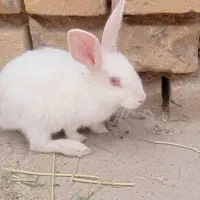 بچه خزگوش  خوشگل خانگی