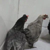 مرغ|حیوانات مزرعه|بهارستان, |دیوار
