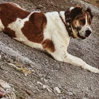 سگ ماده افغان