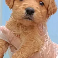 سگ گلدن golden توله سگ گلدن