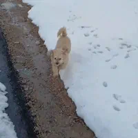 گمشده سگ|حیوانات|اصفهان, بهارستان|دیوار