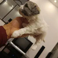 واگذاری توله شیتزو