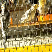 طوطی عروس هلندی