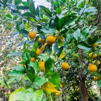 پرتغال سر درختی|عمدهفروشی|چابکسر, |دیوار