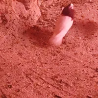 کبوتر طوقی|پرنده|سرپل ذهاب, |دیوار