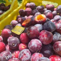 پیش فروش نهال آلو سانتروزا|خدمات باغبانی و درختکاری|بندر گز, |دیوار