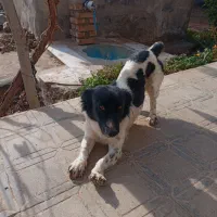 پاکوتاه دهن پاک و زبل و مشابه ایفون درب حیاط