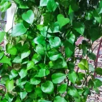 جارو باغی قرمز بزرگ