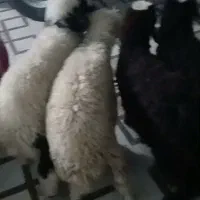 چهارتا بره سالم و سرحال