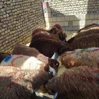 گوسفند زنده از وزن۳۵ کیلو به بالا بره|حیوانات مزرعه|مشهد, کشاورز|دیوار