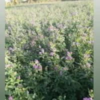 بذر یونجه اصل محلی