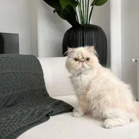 گربه پرشین اصیل چشم آبی