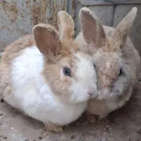 دو تا خرگوش نر