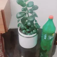 گل قاشقی سالم و شاداب|گل و گیاه طبیعی|گلبهار, شهر جدید گلبهار|دیوار