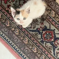 واگذاری بچه گربه