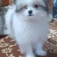 پامر خرسی|سگ|مشهد, شهرک شیرین|دیوار