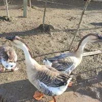 غوغاز غاز محلی|حیوانات مزرعه|رشت, آتشگاه|دیوار