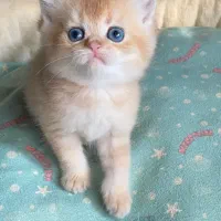 گربه های گلد ny11