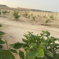 باغداری و دامداری|استخدام سرایداری و نظافت|قشم, |دیوار