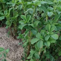 یونجه،بذر یونجه