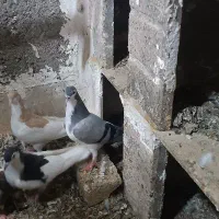 ساده سرخ  ساده سبز