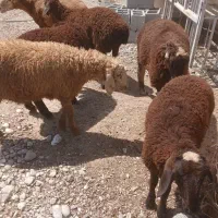قوچ ونری بزرگ فروشی جلابی
