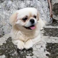 پیکینیز امپریال