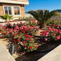 باغبانی و درختکاری وسمپا شی در تمام نقاط مشهد