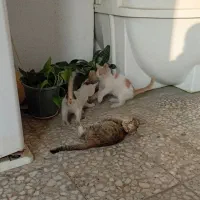 واگذاری کاملا رایگان گربه