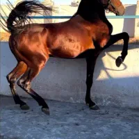 نریان سواری دار با شجره کامل همراه برگه کشش