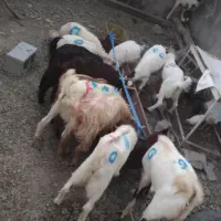 کهره و بره کشاکی گوشتی میکشم تحویل میدم|حیوانات مزرعه|جیرفت, |دیوار