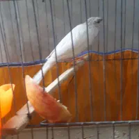 ماده قناری|پرنده|کرمان, |دیوار