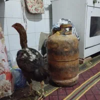 مرغ محلی میرجاوه|حیوانات مزرعه|میرجاوه, |دیوار