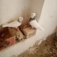 کبوتر طوقی|پرنده|سنقر, |دیوار