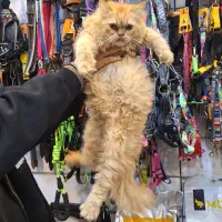 گربه پرشین گارفیلدی