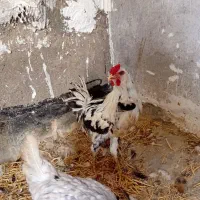 خروس گلین جوان فروشی