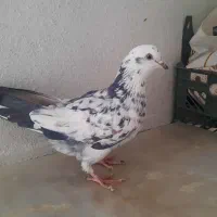 ۳تا کفتر غریبگیری|پرنده|تهران, دانشگاه شریف|دیوار