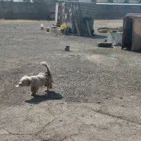 سگ پاکوتاه تریل|سگ|تهران, شادآباد|دیوار