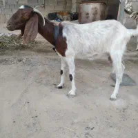 بز و کهره ماده