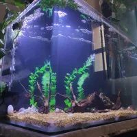 آکواریوم شیشه خم و وسایل