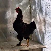 دو عدد خروس پاپری|حیوانات مزرعه|ابریشم, |دیوار