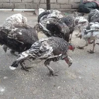 تعدادی بوقلمون|حیوانات مزرعه|شیرگاه, |دیوار